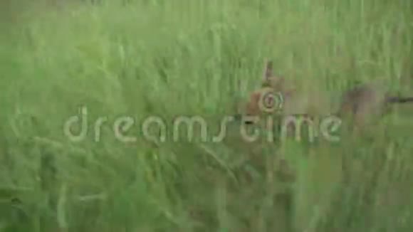 狗在草地上跑追逐移动相机慢镜头视频的预览图
