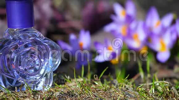玻璃香水瓶春天番红花视频的预览图