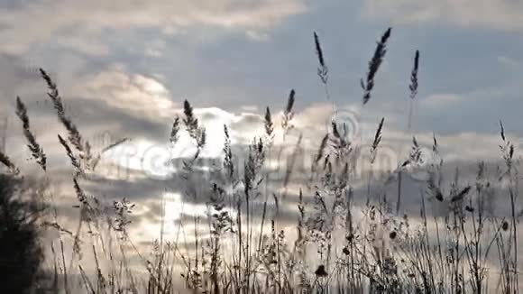 微风吹在高高的草地上视频的预览图