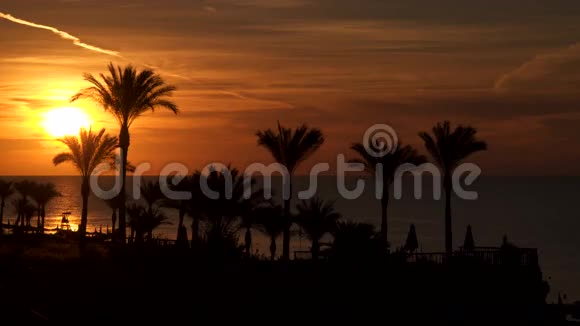 太阳从海面升起从棕榈树看风景视频的预览图