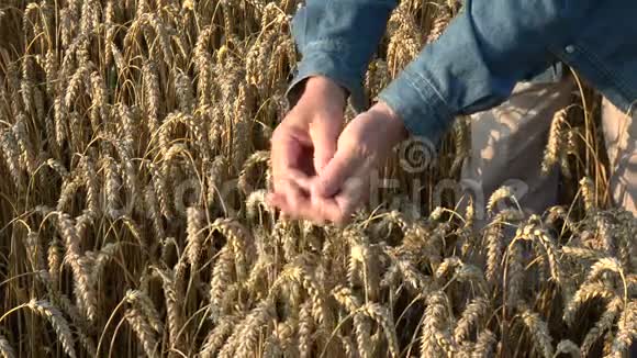农民农学家观察麦穗状况视频的预览图