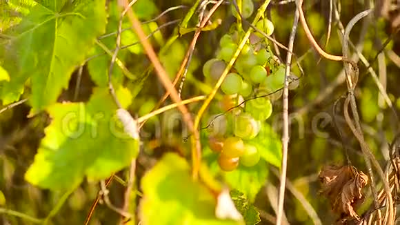 成熟的一串葡萄在绿色藤蔓的枝条上天然食品园艺农业视频的预览图