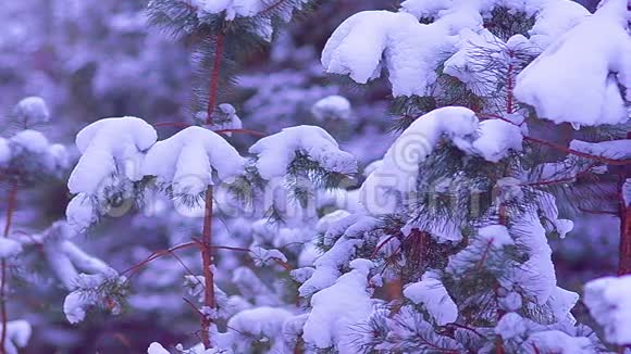 小云杉被白色的雪覆盖在风中摇曳夜晚是一片美丽的冬林视频的预览图