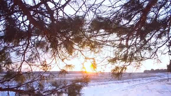 夕阳下的冬野阳光下的松枝阳光下的雪光视频的预览图