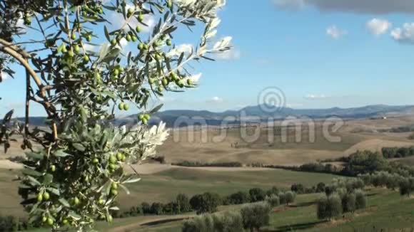 托斯卡纳风景中的橄榄树视频的预览图