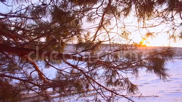 松枝在阳光下雪花在阳光下闪闪发光田野被雪覆盖冬季风景优美视频的预览图