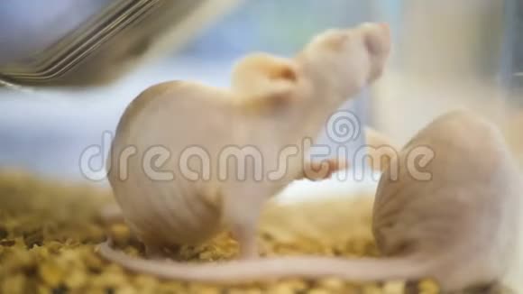 老鼠在笼子里很多水族馆里的一大群宠物白鼠医学实验中的老鼠视频的预览图