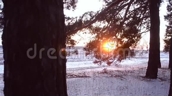 夕阳下的松枝白雪皑皑的冬林飘落的雪花在阳光下闪闪发光视频的预览图