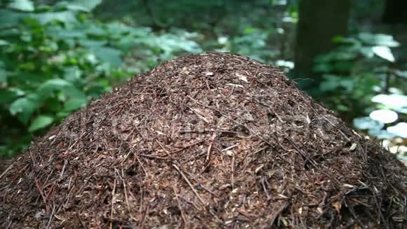 蚂蚁窝的特写夏季森林中的大型蚂蚁山无烟煤视频的预览图