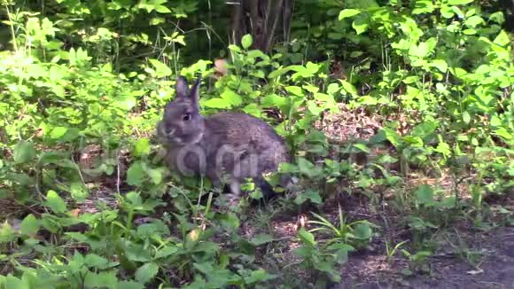 森林里的小兔子视频的预览图