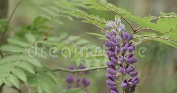 在森林里开花的羽扇豆视频的预览图