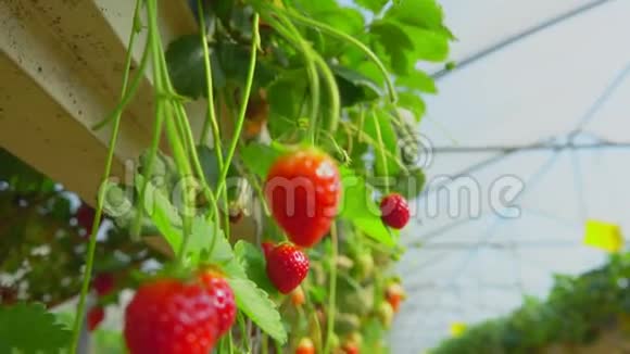 温室里草莓的特写视频的预览图