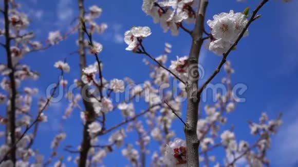 自然界中树上的杏花视频的预览图
