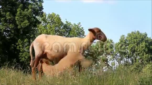羔羊从它的母亲吸奶视频的预览图