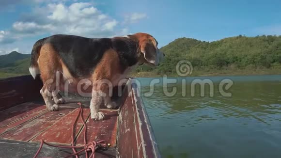 小猎犬在船上飞着耳朵视频的预览图