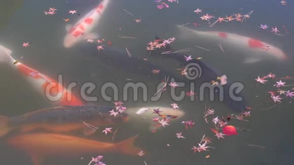 日本锦鲤在京都池塘游泳视频的预览图