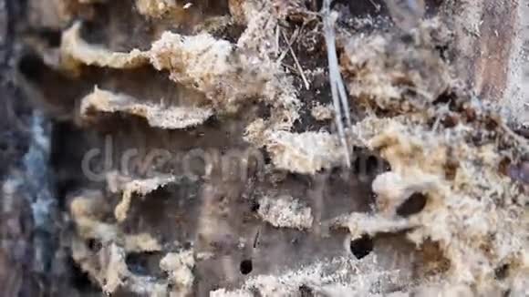 把老木头上的蚂蚁堆起来视频的预览图