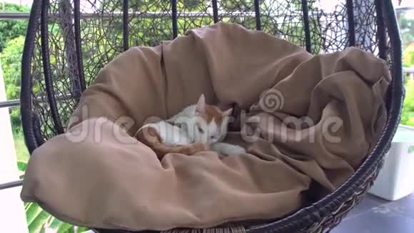 夏露台洗白姜猫视频的预览图