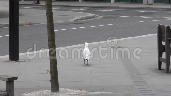 海鸥沿着城市街道行走视频的预览图