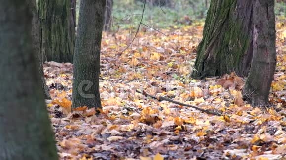 红松鼠正在秋天森林的枯叶里寻找什么视频的预览图