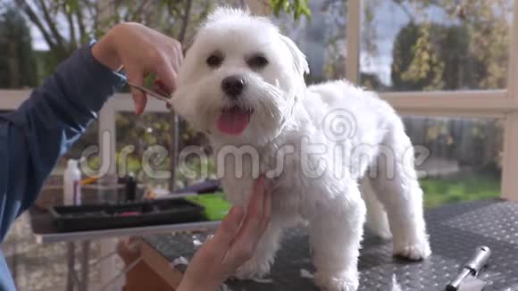 笑脸可爱的白狗脖子的特写镜头视频的预览图