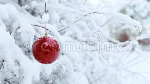 红色的圣诞球挂在冬天森林里的雪枝上视频的预览图