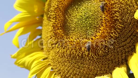 蜜蜂收集向日葵上的花粉视频的预览图
