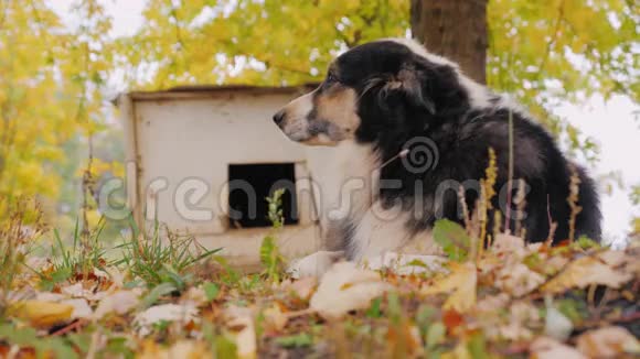 澳大利亚牧羊犬在他的展位附近家庭警卫视频的预览图