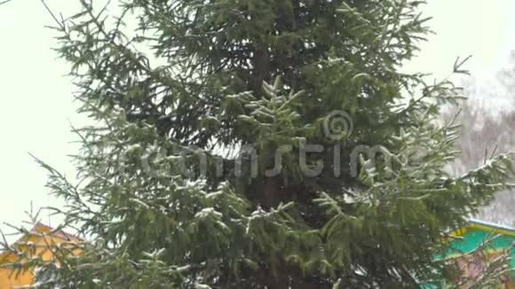 雪中绿杉视频的预览图