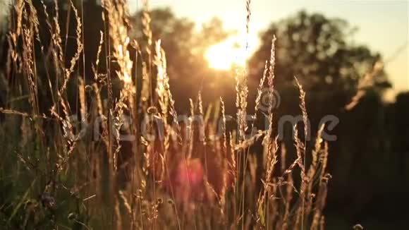 麦田金黄的麦穗近了美丽自然日落景观阳光照耀下的乡村风光视频的预览图
