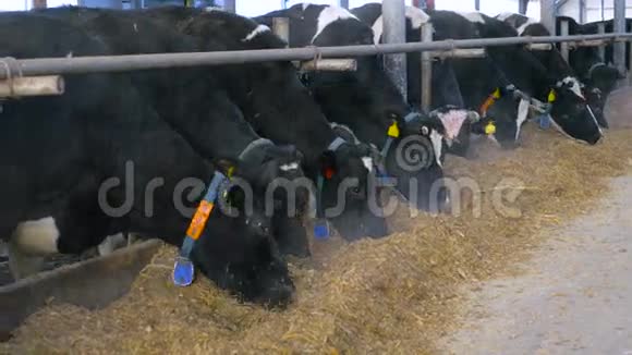4K奶牛在现代马厩里吃干草广角射击视频的预览图