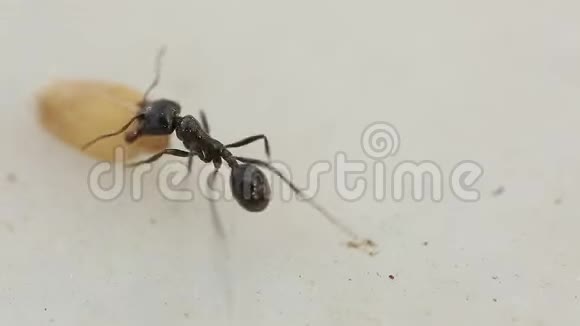 蚂蚁在夏天非常紧密地捡起食物视频的预览图