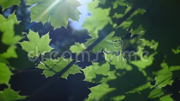 透过枫树的叶子阳光横向地照射视频的预览图