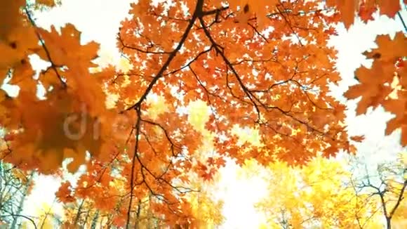 公园里的金仙秋落叶树视频的预览图