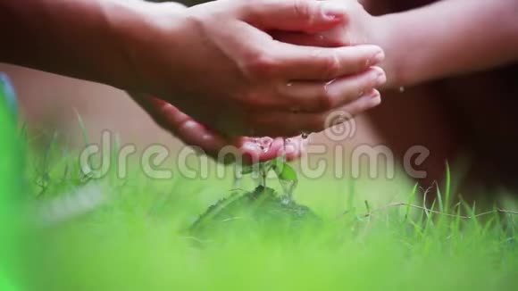 在模糊的绿色背景女人和孩子的手一起在土壤中浇灌着幼嫩的植物1920x1080视频的预览图