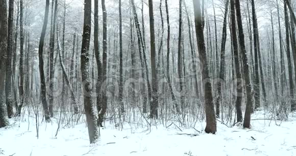 暴风雪期间的冬季雪林公园冰雪混合森林视频的预览图