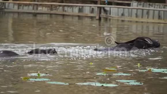 水牛在池塘里玩耍和游泳视频的预览图