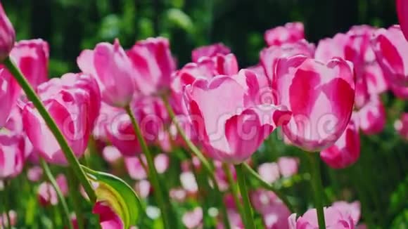 美丽的粉红色郁金香在风中摇摆花瓣照亮太阳视频的预览图