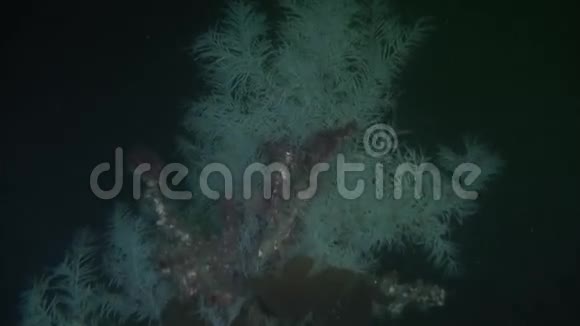 新西兰海底背景独特植物区系视频的预览图