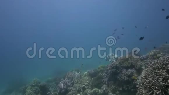 扎鲁海珊瑚中的海蛇在阿波岛视频的预览图