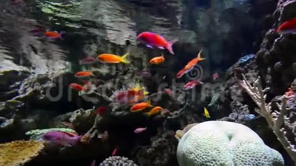 水下海洋生活视频的预览图