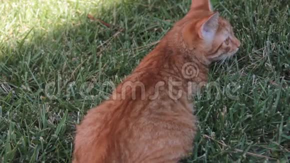 草坪花园里的红猫草视频的预览图