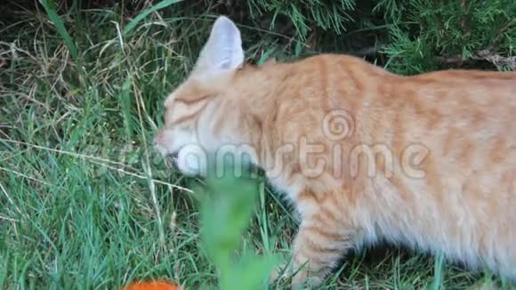 草地上的红猫草好奇的夏天视频的预览图