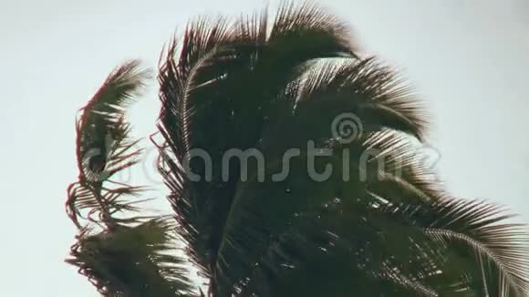 马尔代夫海滩上天空中的棕榈树灰云视频的预览图