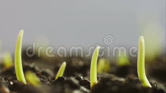 种植绿色植物视频的预览图