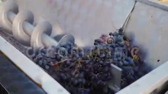 挤出机葡萄汁为美味的干红葡萄酒把葡萄从萃取器的盒子里倒出来视频的预览图