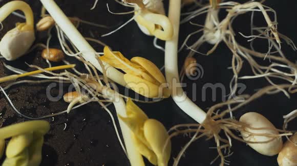 选择幼苗和嫩枝实验室使用透镜的植物调查视频的预览图