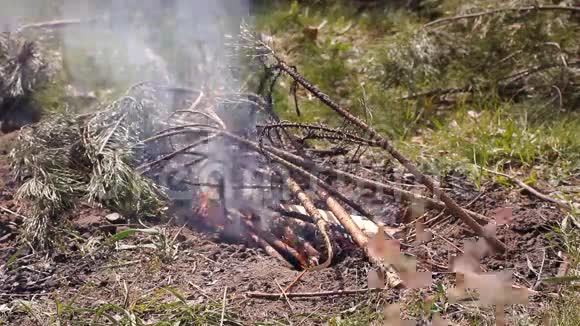 明亮的火在地上燃烧火的舌头越来越难折断树枝在火焰中燃烧视频的预览图