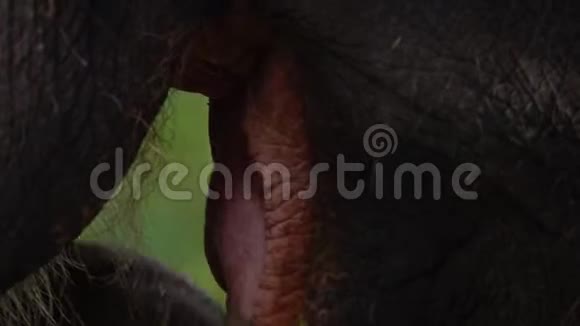 大象ElephasMaximus吃草闭上嘴和舌头视频的预览图
