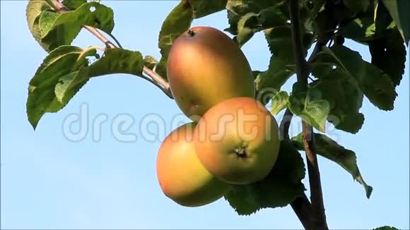 树上的苹果视频的预览图